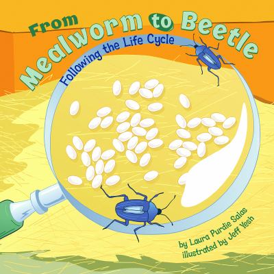 From mealworm to beetle : following the life cycle cover image