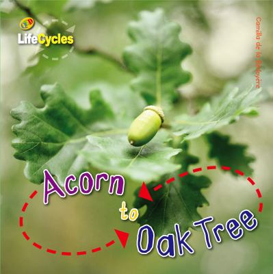 Acorn to oak tree cover image