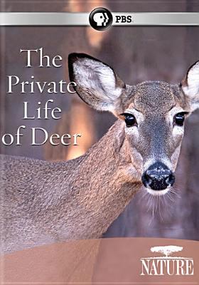 Nature. Private life of deer cover image