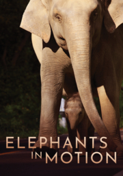 Elephants in motion cover image