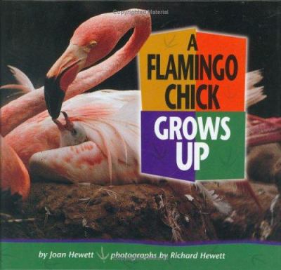 A Flamingo chick grows up cover image