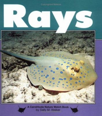 Rays cover image