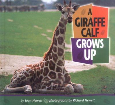 A giraffe calf grows up cover image