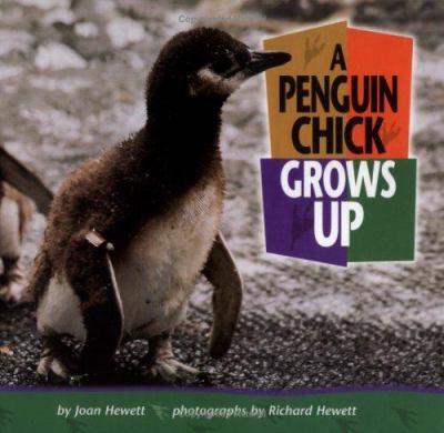 A penguin chick grows up cover image