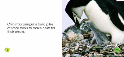 Penguins  cover image cdn