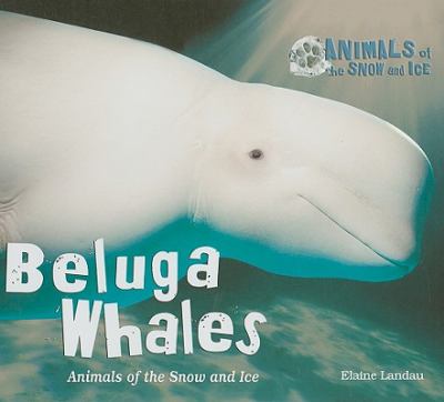 Beluga whales : animals of the snow and ice cover image
