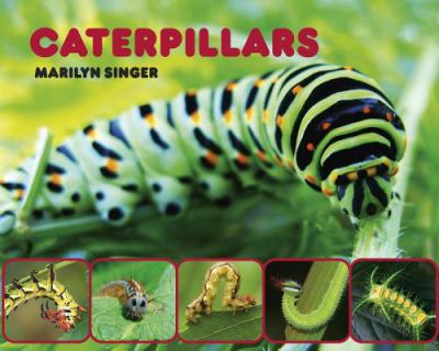 Caterpillars cover image