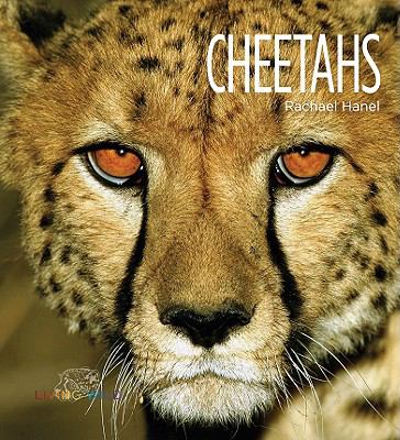 Cheetahs cover image