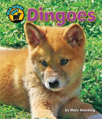 Dingoes  cover image cdn