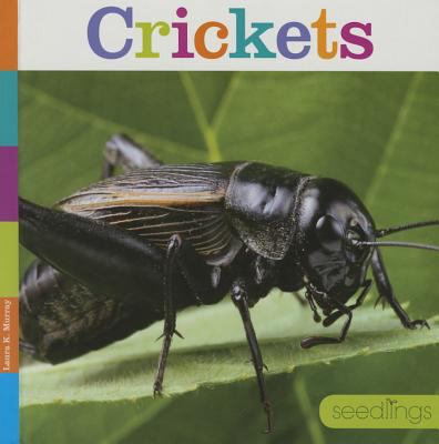 Crickets  cover image cdn