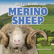Merino sheep cover image cdn