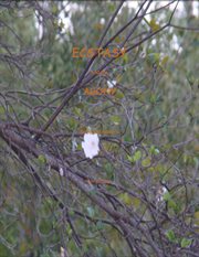 The ecstasy and agony cover image cdn