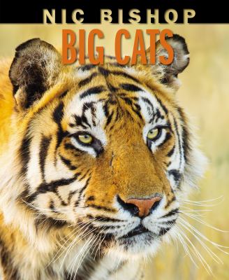 Big cats cover image