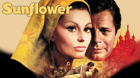 Sunflower cover image cdn