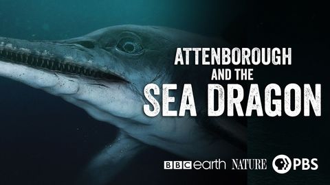 Nature: Attenborough and The Sea Dragon cover image cdn