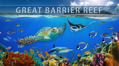 Great Barrier Reef 4K cover image cdn