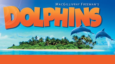 Dolphins cover image cdn