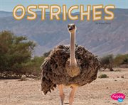 Ostriches cover image cdn