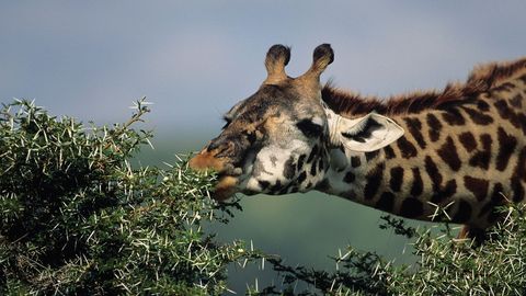 Zoology: Understanding the Animal World. Episode 20, Animal Energetics and the Giant Panda Problem cover image cdn