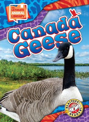 Canada geese  cover image cdn