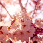 Spring Run cover image cdn