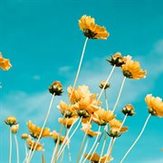 Spring cover image cdn