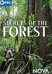 Secrets of the forest cover image cdn