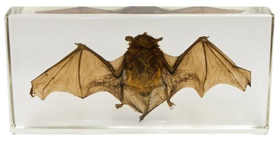 Bat skeleton [Science kit] cover image