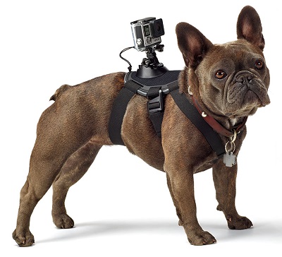 GoPro dog harness cover image